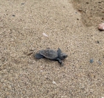Port-Barcarès : Première naissance de tortues marines au Barcarès