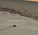 Port-Barcarès : Première naissance de tortues marines au Barcarès