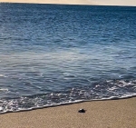 Port-Barcarès : Première naissance de tortues marines au Barcarès