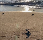 Port-Barcarès : Première naissance de tortues marines au Barcarès