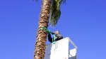Port-Barcarès : aménagement des jardins du Lydia