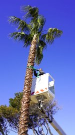 Port-Barcarès : aménagement des jardins du Lydia