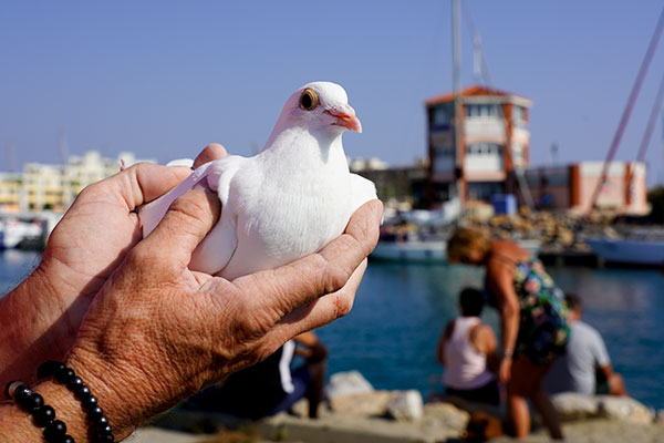 pigeon_small