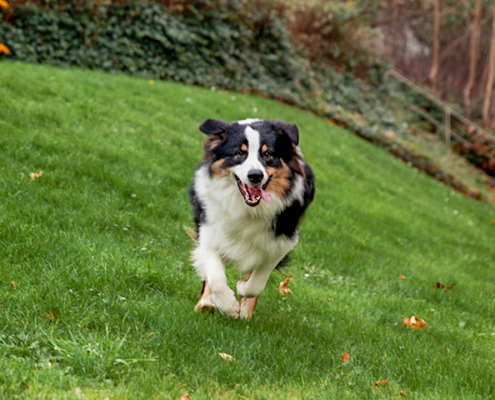 patrouille_chien_une