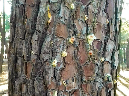pinede_ecureuils_art_1_small
