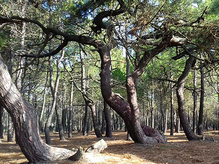 pinede_ecureuils_art_2_small