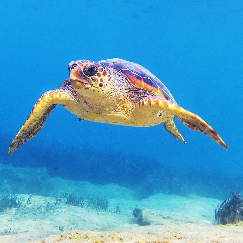 tortue_caouanne_mobile