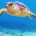 tortue_caouanne_une