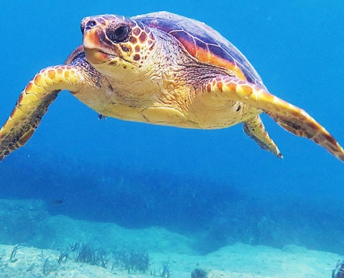 tortue_caouanne_une