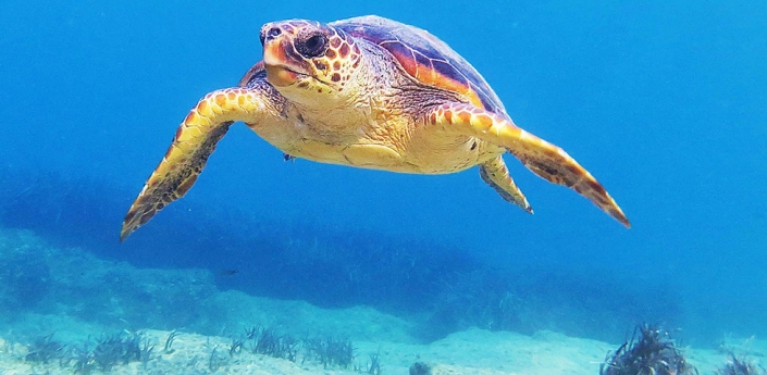 tortue_caouanne_une