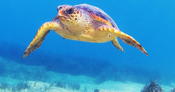 tortue_caouanne_une