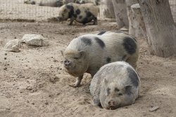 La Ferme du Barcarès