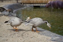 La Ferme du Barcarès