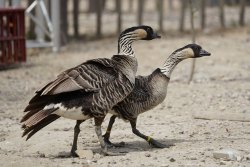 La Ferme du Barcarès