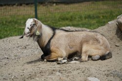 La Ferme du Barcarès