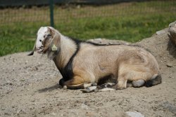 La Ferme du Barcarès