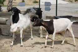 La Ferme du Barcarès
