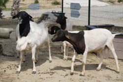 La Ferme du Barcarès
