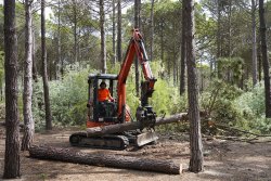 La pinède aux Ecureuils : l’entretenir, la préserver et la régénérer