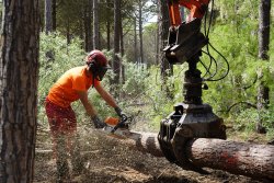 La pinède aux Ecureuils : l’entretenir, la préserver et la régénérer
