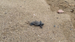 Port-Barcarès : Première naissance de tortues marines au Barcarès