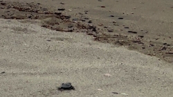 Port-Barcarès : Première naissance de tortues marines au Barcarès