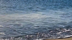 Port-Barcarès : Première naissance de tortues marines au Barcarès