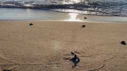 Port-Barcarès : Première naissance de tortues marines au Barcarès