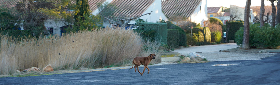 PM_chiens_art_1