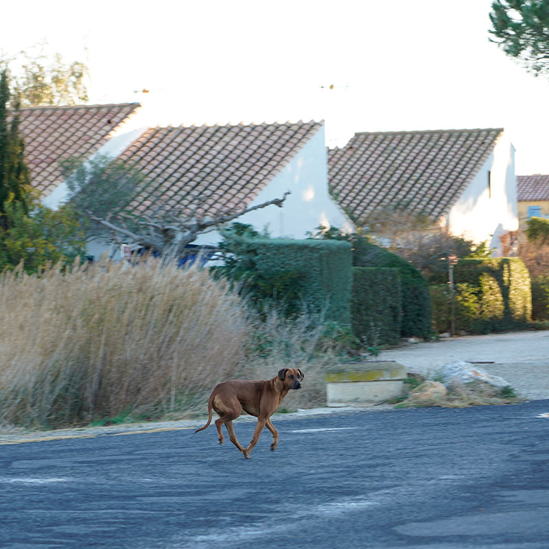 PM_chiens_art_1_mobile