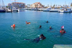 Près de 500 kilos de déchets remontés du port de plaisance