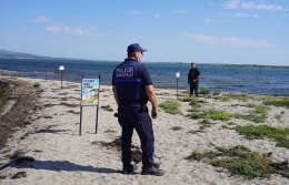 Protection des sternes naines Une mobilisation collective au Barcarès